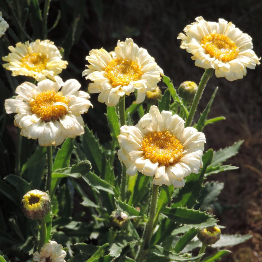 LEUCANTHEMUM 'Real Dream' ®