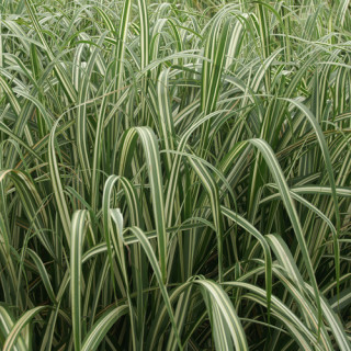 plantes-vivaces-miscanthus-sinensis-var-condensatus-cabaret-eulalie-en-vente-roseau-de-chine-en-vente-pepiniere-lepage-