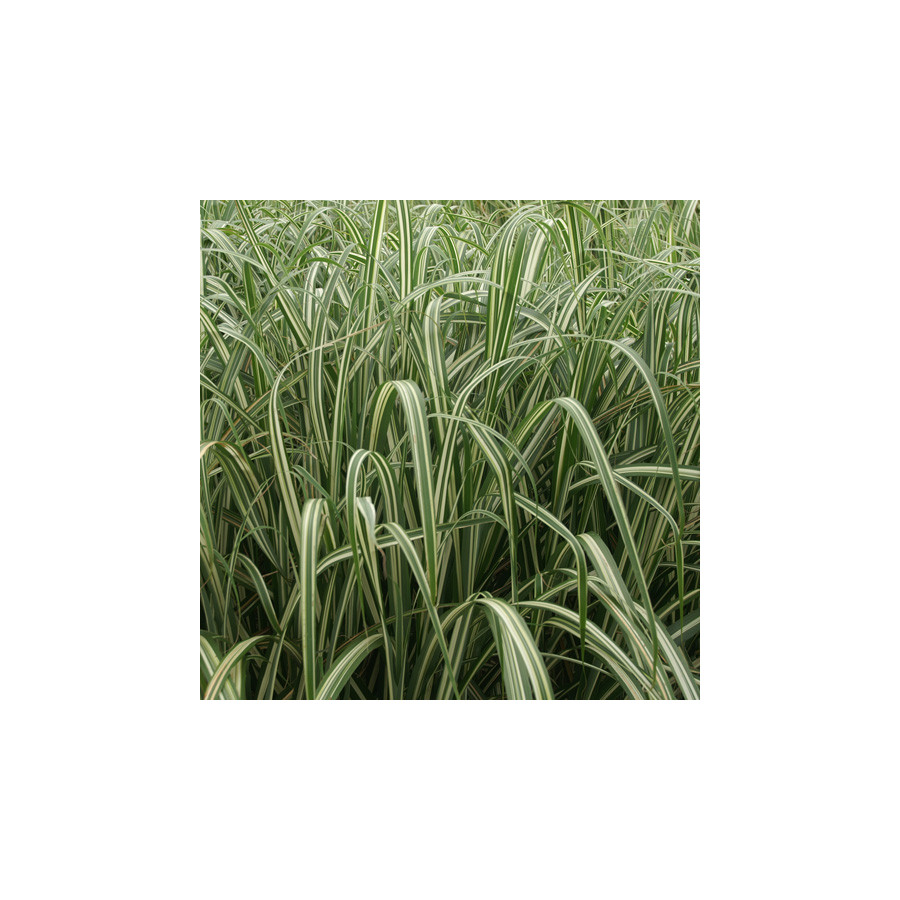 plantes-vivaces-miscanthus-sinensis-var-condensatus-cabaret-eulalie-en-vente-roseau-de-chine-en-vente-pepiniere-lepage-