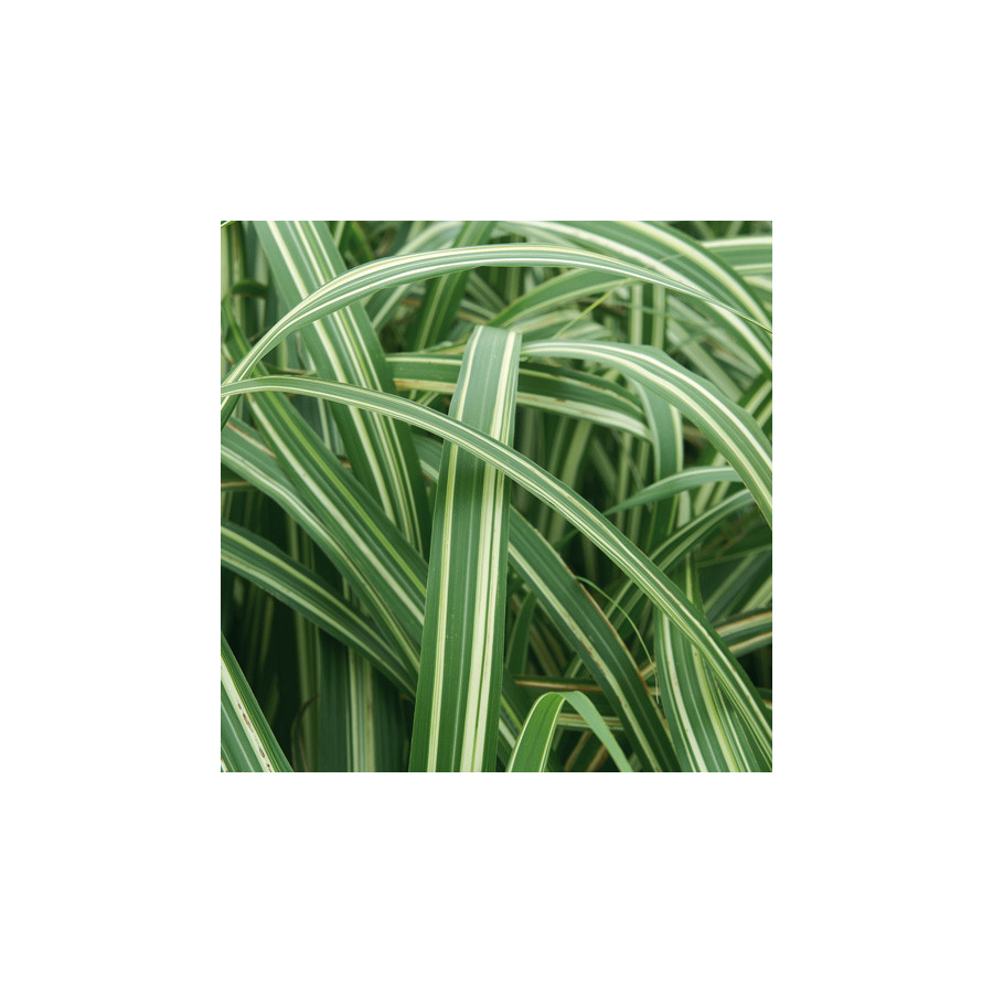 plantes-vivaces-miscanthus-sinensis-var-condensatus-cabaret-eulalie-en-vente-roseau-de-chine-en-vente-pepiniere-lepage-