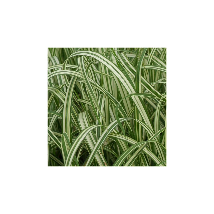plantes-vivaces-miscanthus-sinensis-var-condensatus-cabaret-eulalie-en-vente-roseau-de-chine-en-vente-pepiniere-lepage-