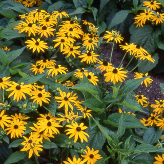 plantes-vivaces-rudbeckia-fulgida-goldsturm-sullivantii-en-vente-pepiniere-lepage-