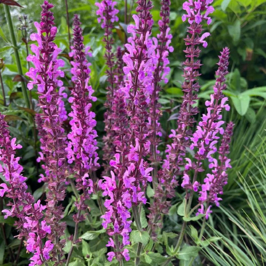 SALVIA nemorosa 'Katsjing'