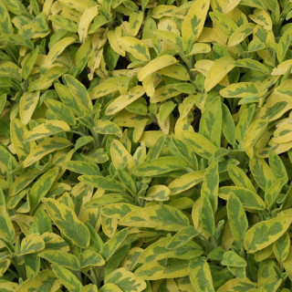 plantes-vivaces-salvia-officinalis-icterina-sauge-en-vente-pepiniere-lepage-