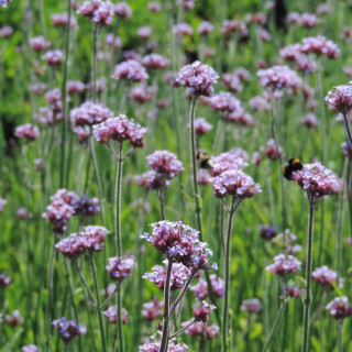 plantes-vivaces-verbena-bonariensis-verveine-de-buenos-aires-en-vente-pepiniere-lepage-