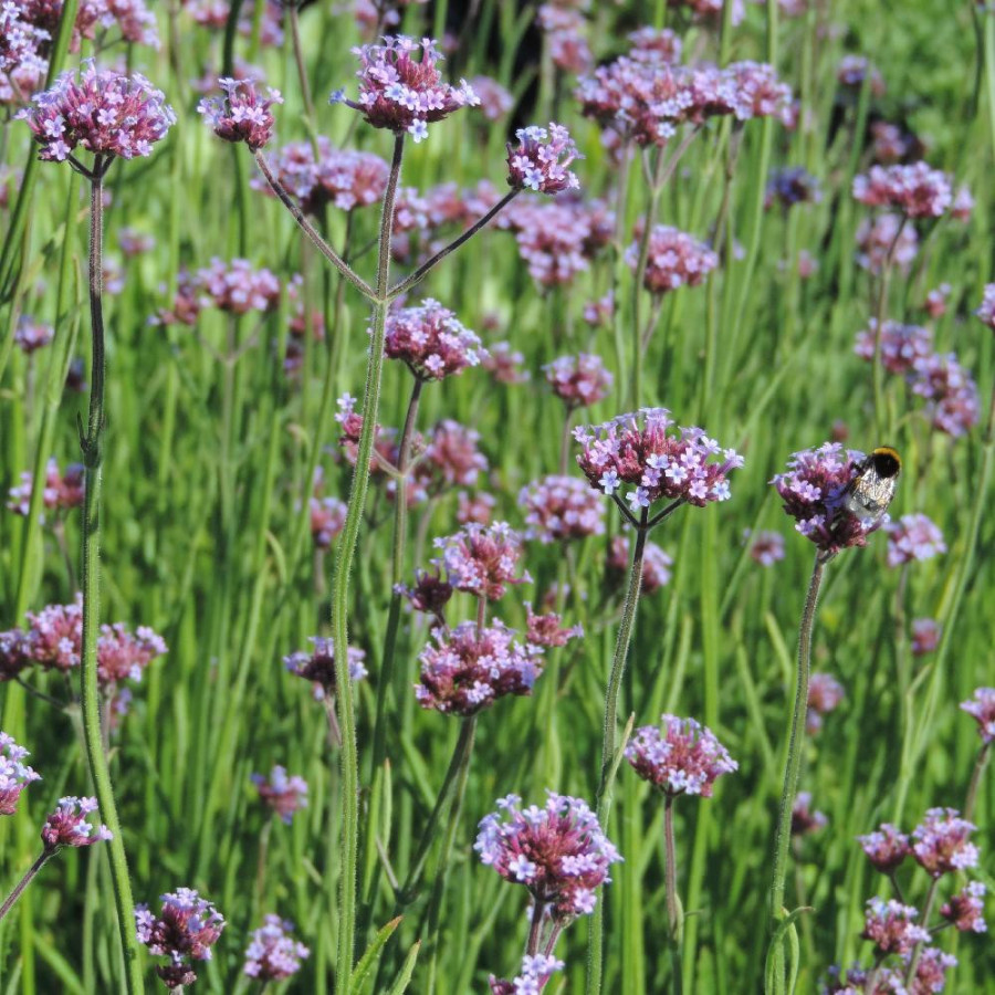 plantes-vivaces-verbena-bonariensis-verveine-de-buenos-aires-en-vente-pepiniere-lepage-