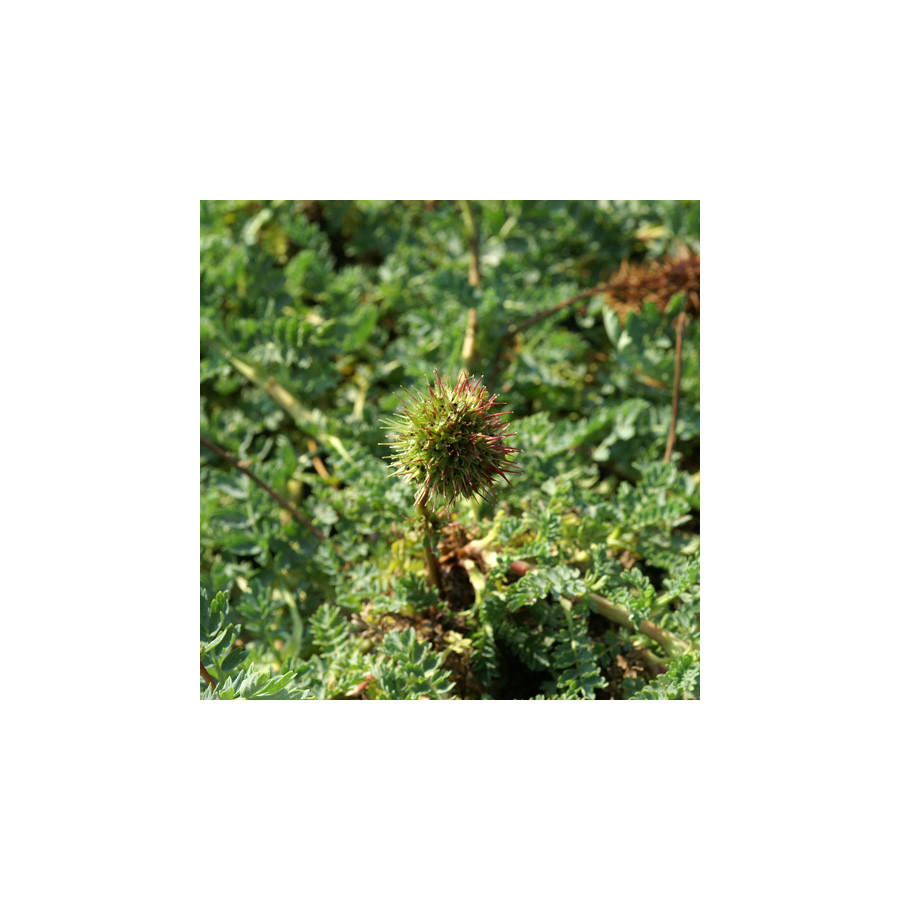 Plantes Vivaces ACAENA magellanica - Lampourde Magellan en vente - Pépinière Lepage .