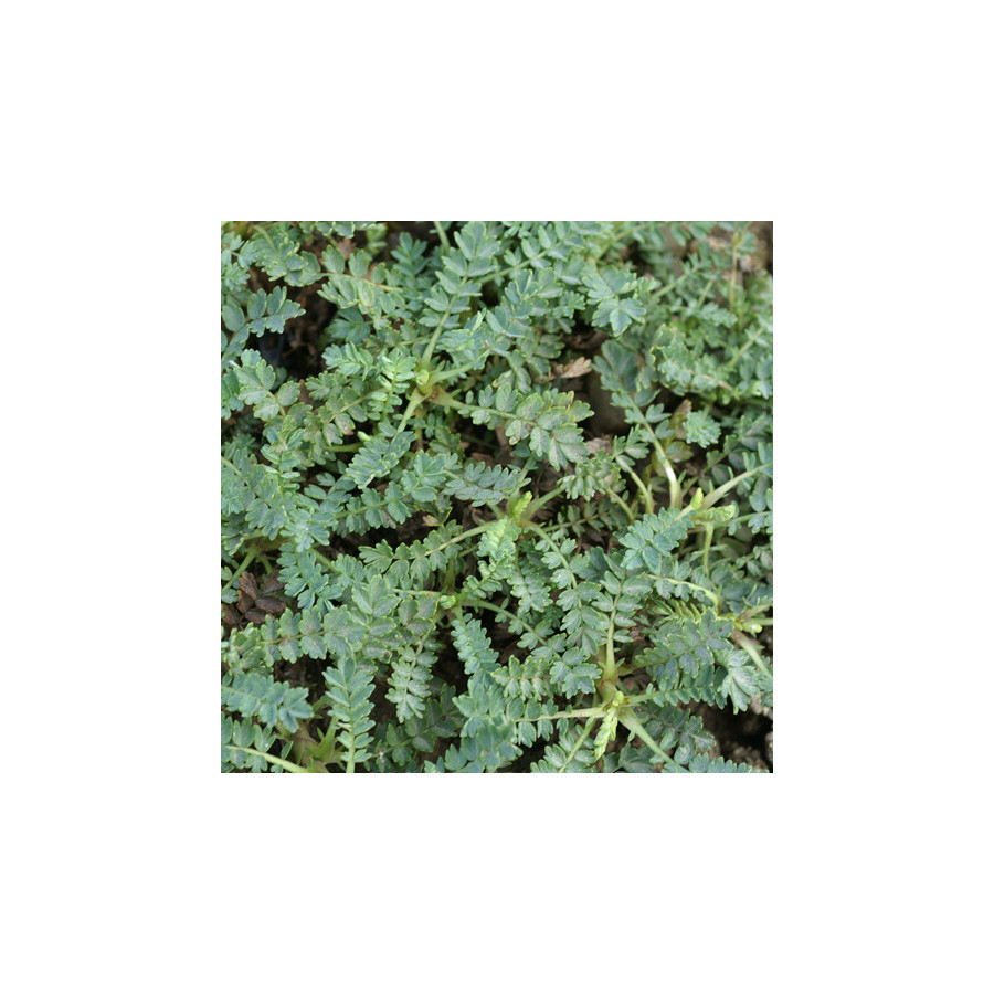 Plantes Vivaces ACAENA magellanica - Lampourde Magellan en vente - Pépinière Lepage .