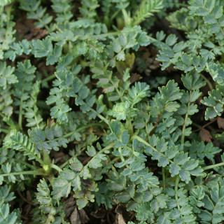 Plantes Vivaces ACAENA magellanica - Lampourde Magellan en vente - Pépinière Lepage .