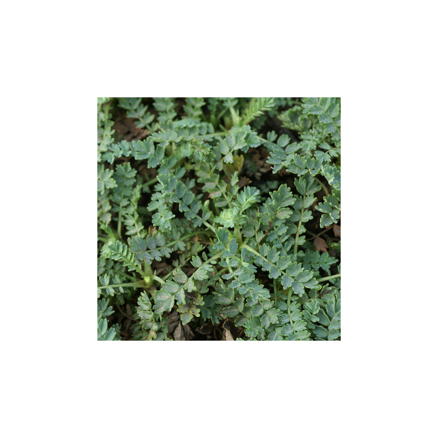 Plantes Vivaces ACAENA magellanica - Lampourde Magellan en vente - Pépinière Lepage .