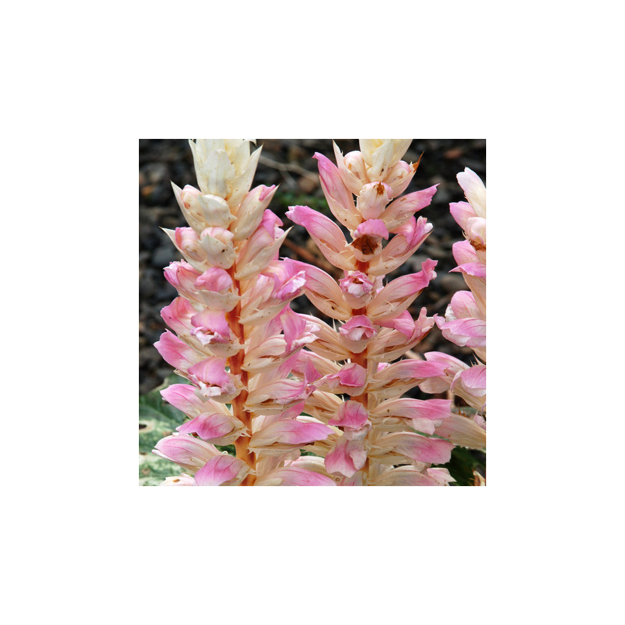 Plantes Vivaces ACANTHUS 'Whitewater' ® - Acanthe Panachée en vente - Pépinière Lepage .