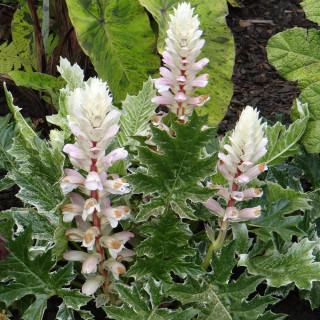 Plantes Vivaces ACANTHUS 'Whitewater' ® - Acanthe Panachée en vente - Pépinière Lepage .
