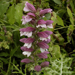 Plantes Vivaces ACANTHUS mollis - Acanthe à Feuilles Molles en vente - Pépinière Lepage .