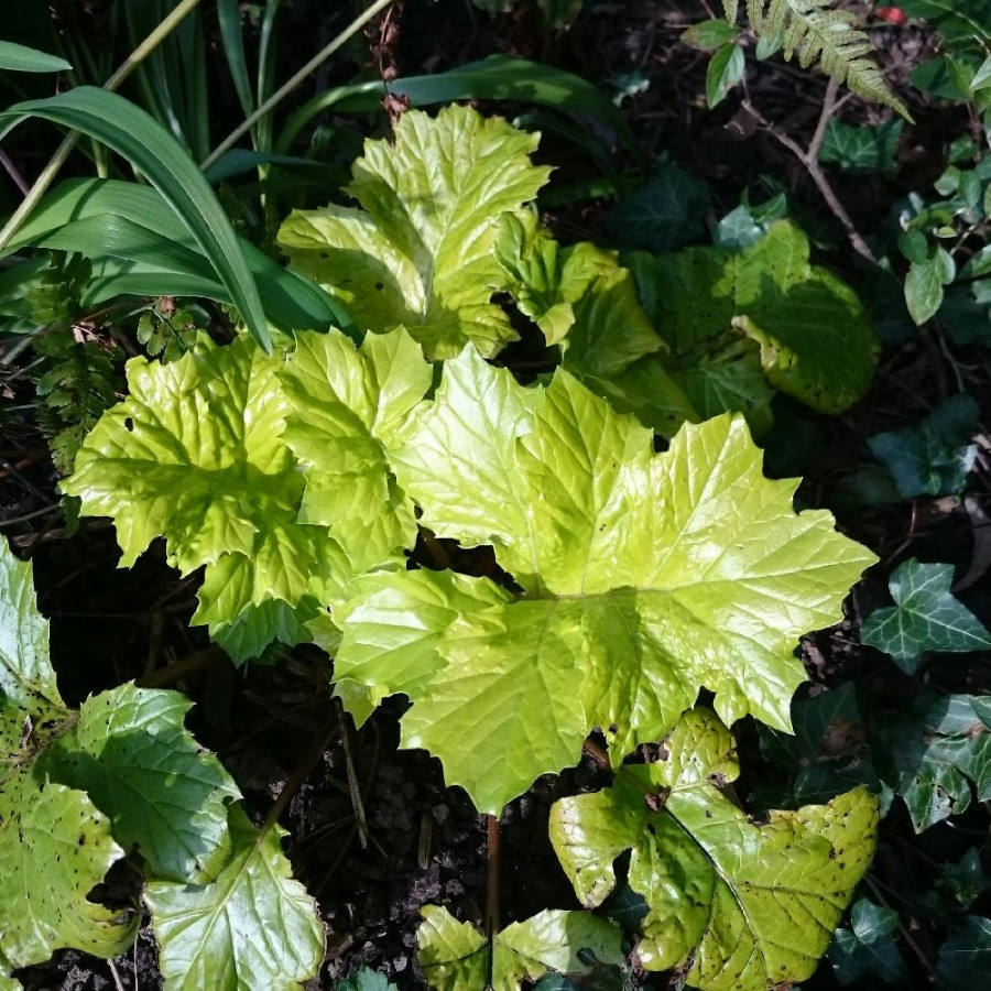 Plantes Vivaces ACANTHUS mollis 'Hollard's Gold' - Acanthe a Feuilles Molles en vente - Pépinière Lepage .