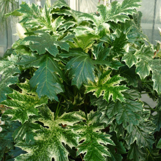 Plantes Vivaces ACANTHUS mollis 'Tasmanian Angel' - Acanthe en vente - Pépinière Lepage .