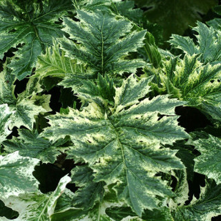 Plantes Vivaces ACANTHUS mollis 'Tasmanian Angel' - Acanthe en vente - Pépinière Lepage .
