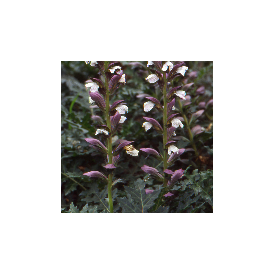 Plantes Vivaces ACANTHUS spinosus - Acanthe épineuse en vente - Pépinière Lepage .
