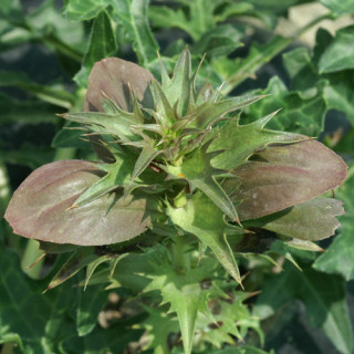 Plantes Vivaces ACANTHUS spinosus - Acanthe épineuse en vente - Pépinière Lepage .