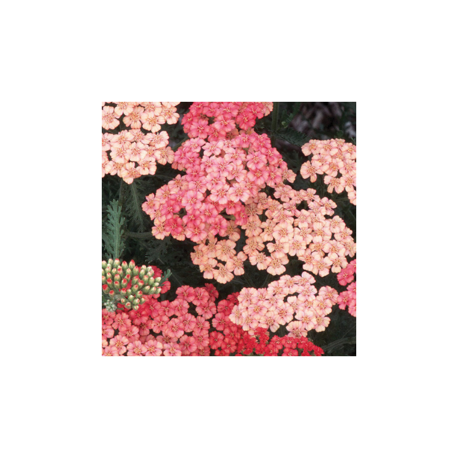 Plantes Vivaces ACHILLEA 'Apricot Delight'  - Achillée en vente - Pépinière Lepage .