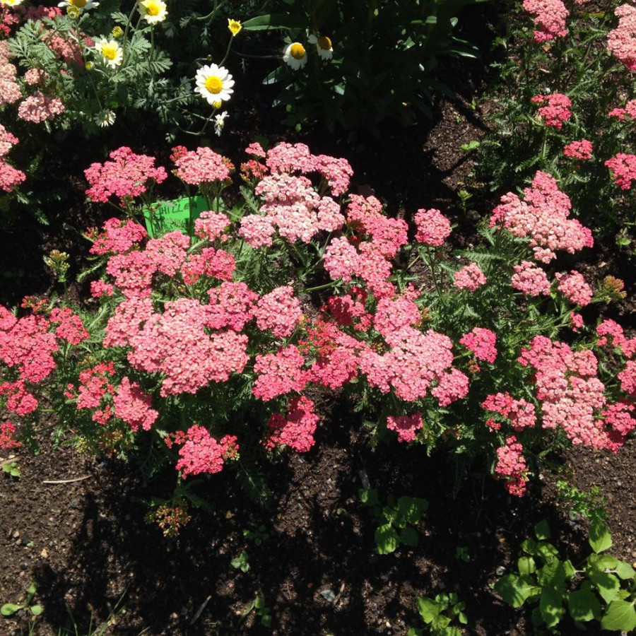Plantes Vivaces ACHILLEA 'Apricot Delight'  - Achillée en vente - Pépinière Lepage .
