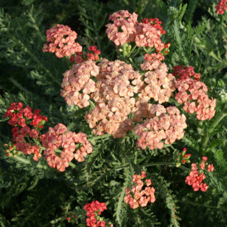 Plantes Vivaces ACHILLEA 'Apricot Delight'  - Achillée en vente - Pépinière Lepage .