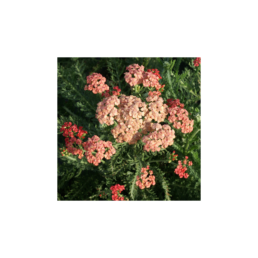Plantes Vivaces ACHILLEA 'Apricot Delight'  - Achillée en vente - Pépinière Lepage .