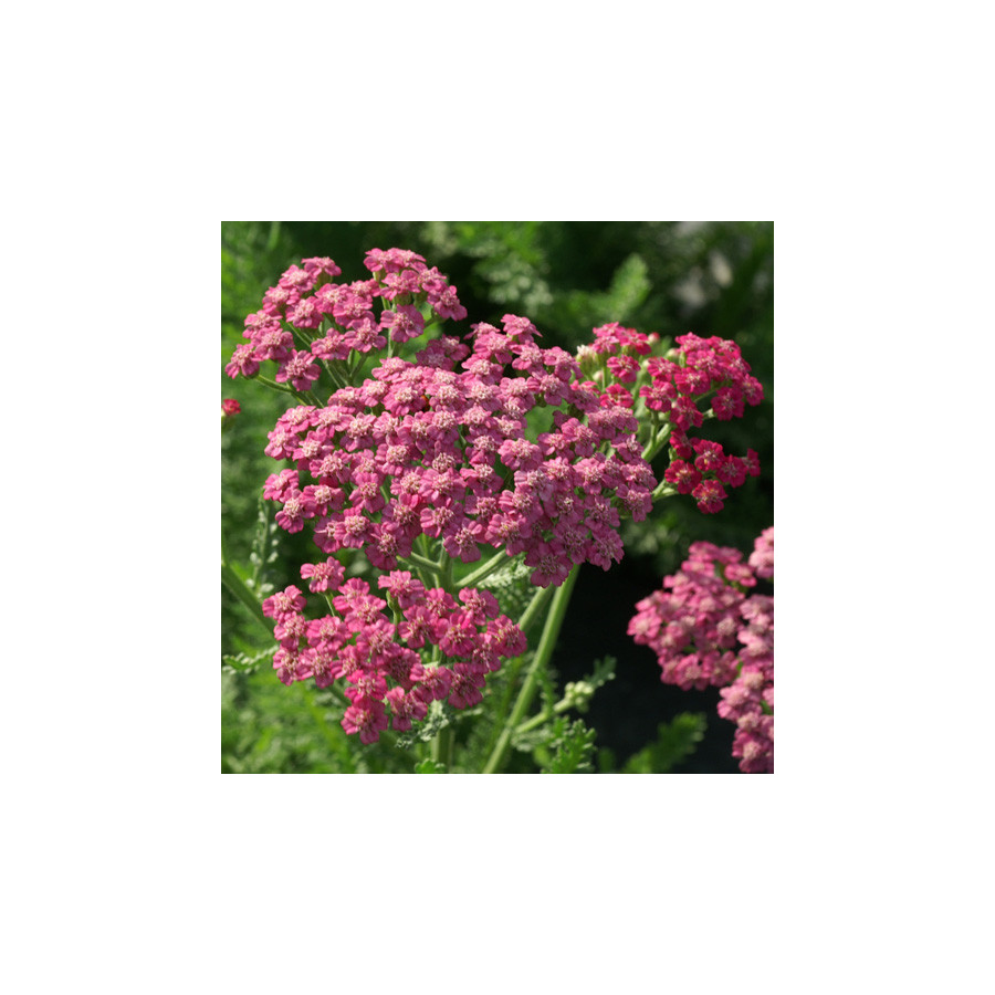 Plantes Vivaces ACHILLEA 'Pink Grapefruit' - Achillée en vente - Pépinière Lepage .