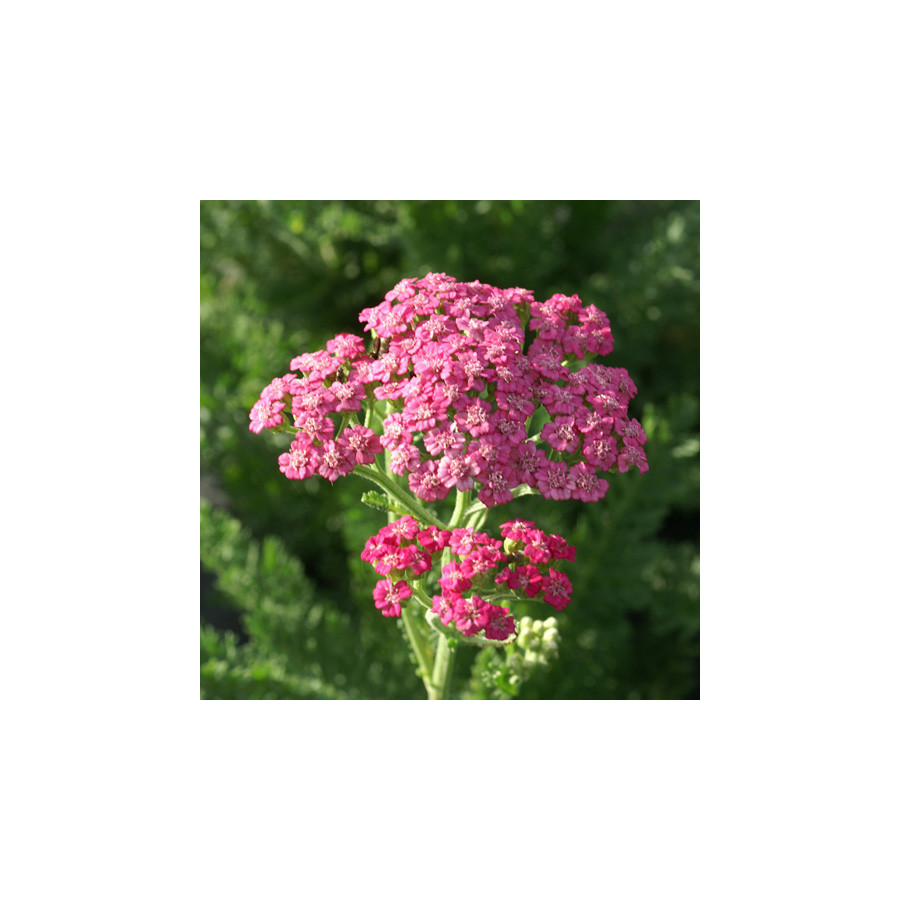 Plantes Vivaces ACHILLEA 'Pink Grapefruit' - Achillée en vente - Pépinière Lepage .