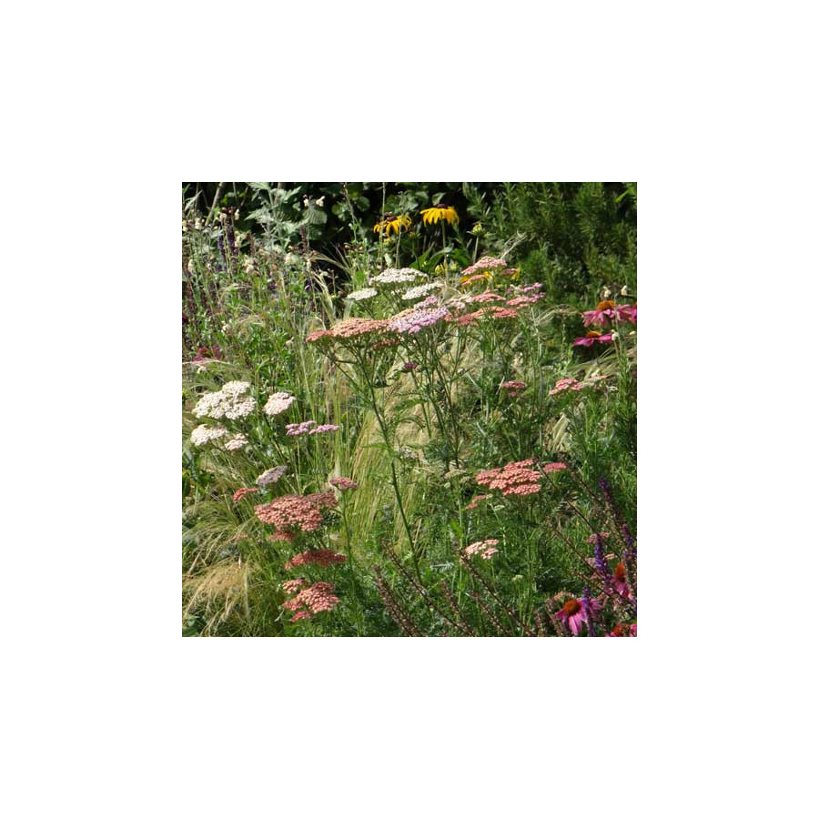 Plantes Vivaces ACHILLEA 'Summer Pastels' - Achillée en vente - Pépinière Lepage .
