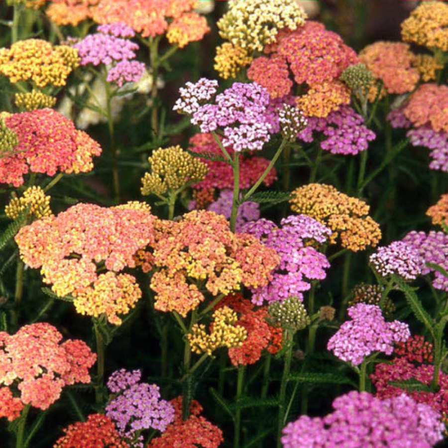 Plantes Vivaces ACHILLEA 'Summer Pastels' - Achillée en vente - Pépinière Lepage .