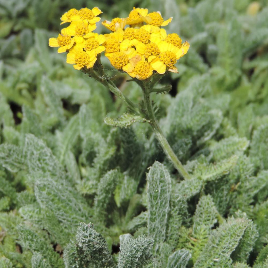 ACHILLEA chrysocoma 'Grandiflora'