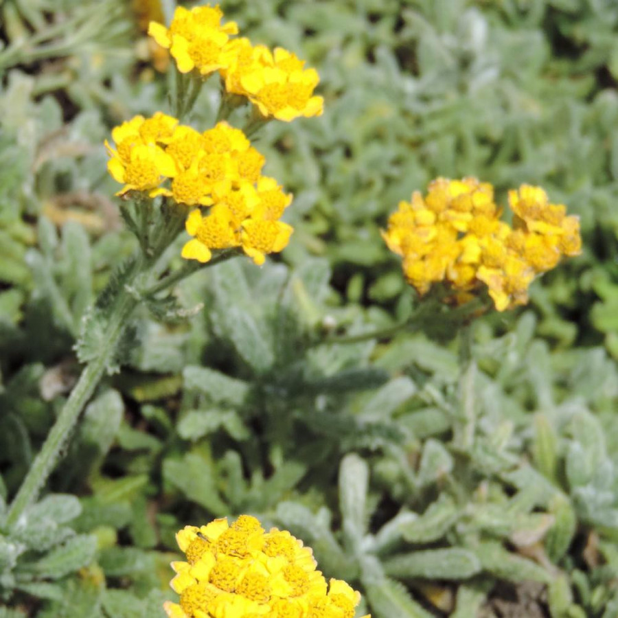 ACHILLEA chrysocoma 'Grandiflora'
