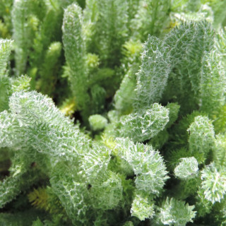 ACHILLEA chrysocoma 'Grandiflora'