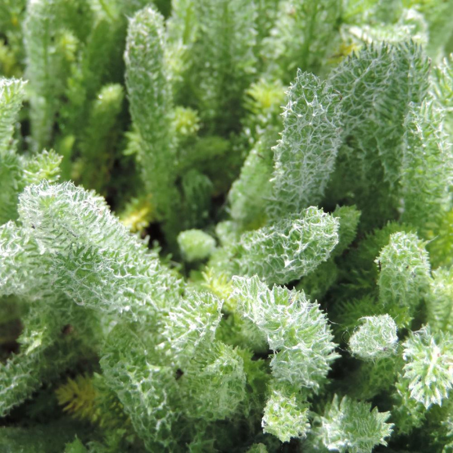 ACHILLEA chrysocoma 'Grandiflora'