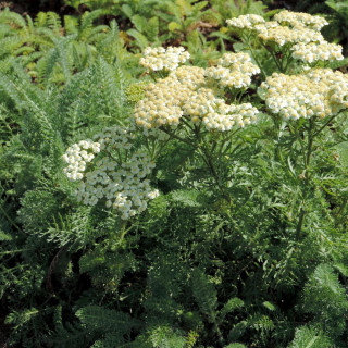 ACHILLEA crithmifolia
