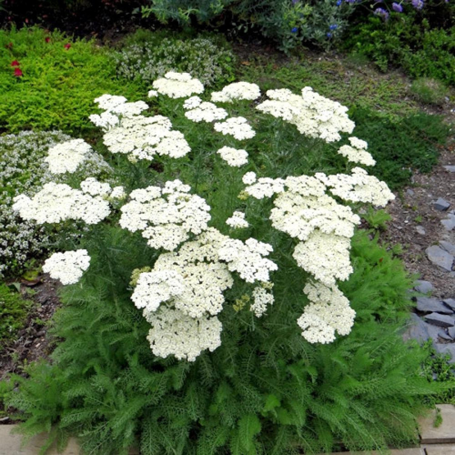 Plantes Vivaces ACHILLEA crithmifolia - Achillée en vente - Pépinière Lepage .
