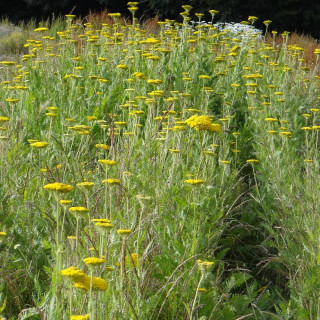 ACHILLEA filipendulina 'Cloth of Gold'