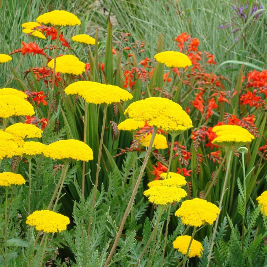 Plantes Vivaces ACHILLEA filipendulina 'Cloth of Gold' - Achillée en vente - Pépinière Lepage .