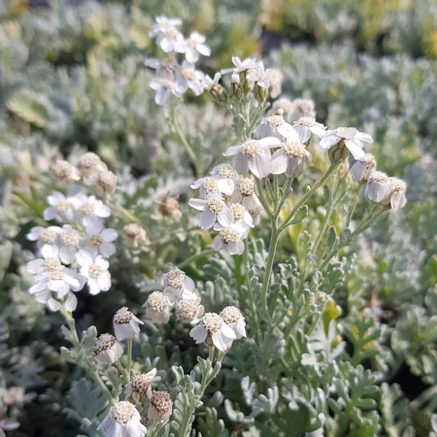 Plantes Vivaces ACHILLEA kolbiana - Achillée en vente - Pépinière Lepage .