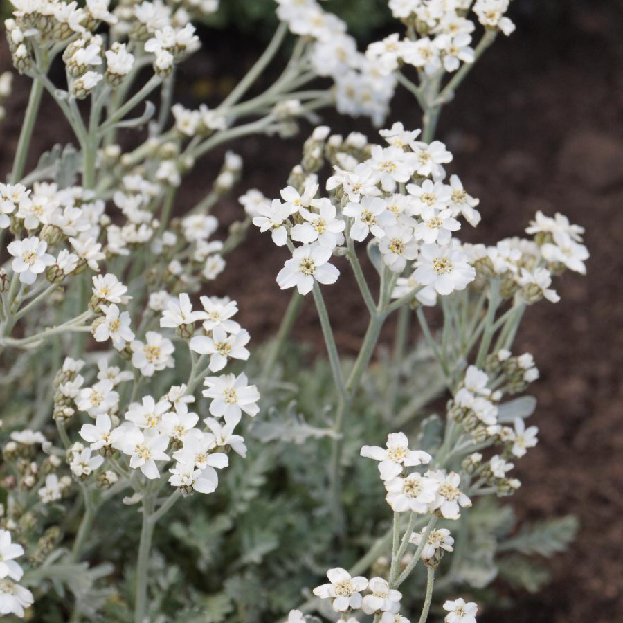 Plantes Vivaces ACHILLEA kolbiana - Achillée en vente - Pépinière Lepage .