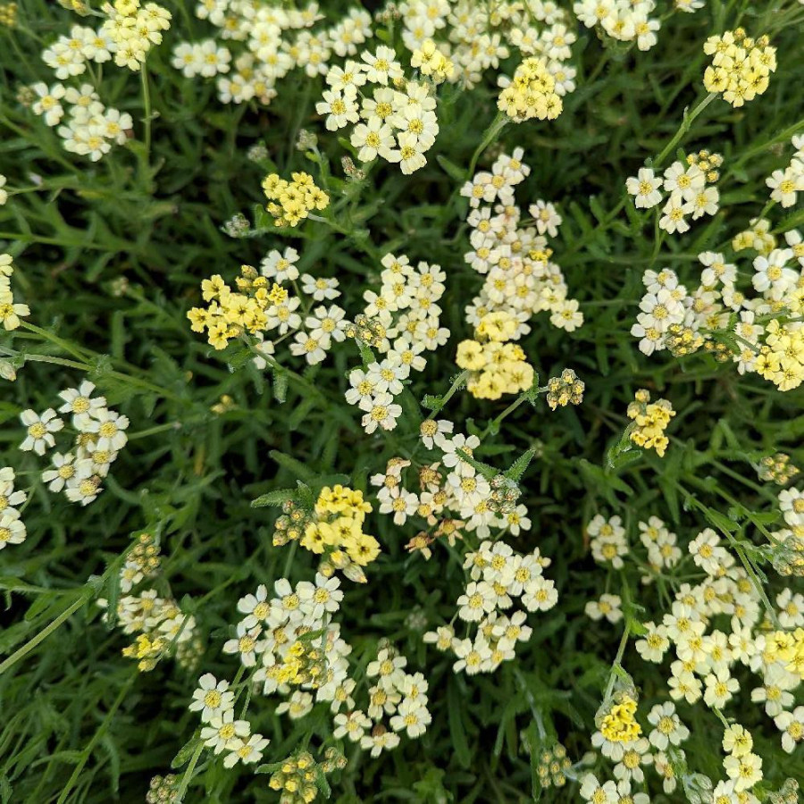 Plantes Vivaces ACHILLEA lewisii 'King Edward' - Achillée en vente - Pépinière Lepage .
