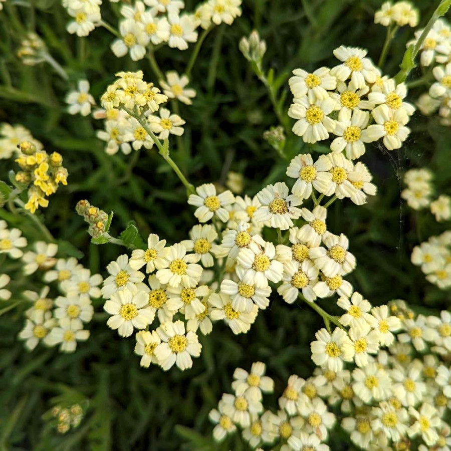 Plantes Vivaces ACHILLEA lewisii 'King Edward' - Achillée en vente - Pépinière Lepage .