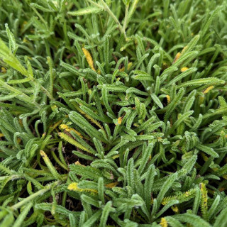 Plantes Vivaces ACHILLEA lewisii 'King Edward' - Achillée en vente - Pépinière Lepage .