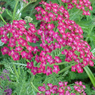 Plantes Vivaces ACHILLEA millefolium 'Cassis' - Achillée millefeuille en vente - Pépinière Lepage .