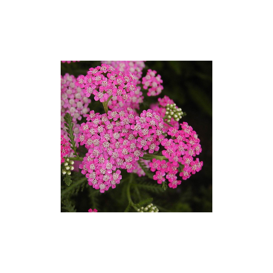 Plantes Vivaces ACHILLEA millefolium 'Cerise Queen' - Achillée millefeuille en vente - Pépinière Lepage .