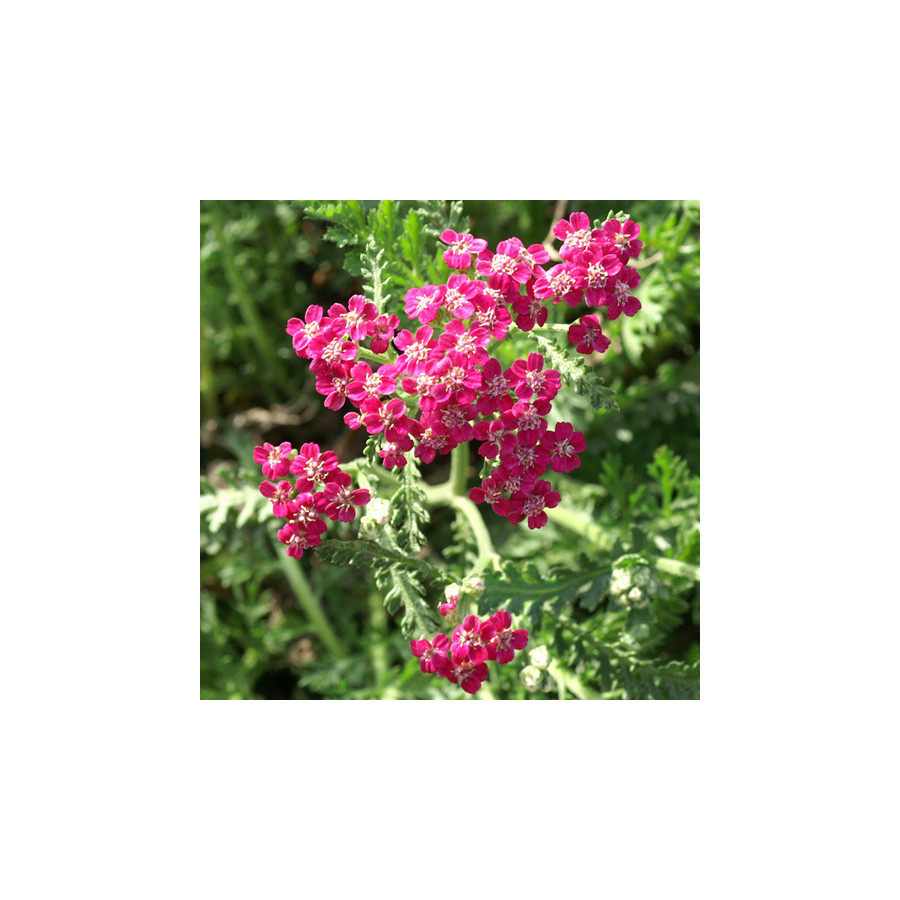 Plantes Vivaces ACHILLEA millefolium 'Cerise Queen' - Achillée millefeuille en vente - Pépinière Lepage .