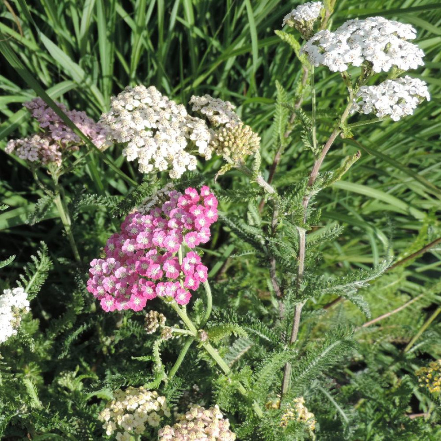 ACHILLEA millefolium 'Colorado'