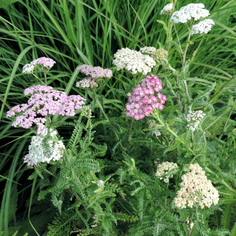 ACHILLEA millefolium 'Colorado'