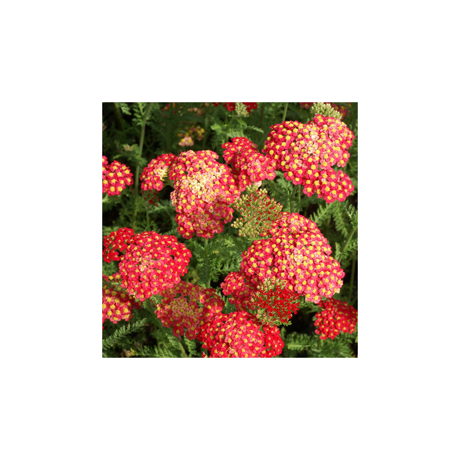 Plantes Vivaces ACHILLEA millefolium 'Paprika' - Achillée millefeuille en vente - Pépinière Lepage .
