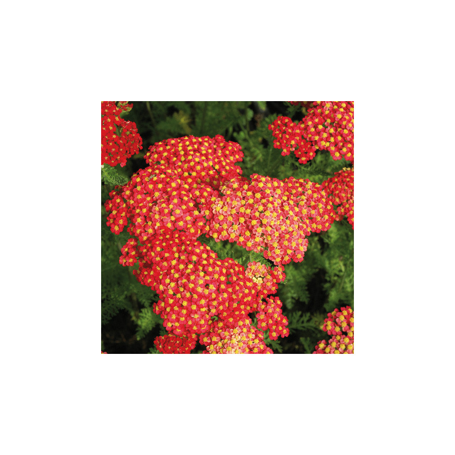 Plantes Vivaces ACHILLEA millefolium 'Paprika' - Achillée millefeuille en vente - Pépinière Lepage .